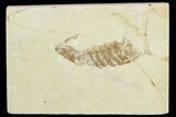 Fossil Mantis Shrimp (Pseudosculda) - Lebanon #123993-1